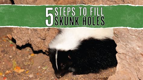 5 Steps To Fill A Skunk Hole (And How To Prevent More) - Pest Pointers