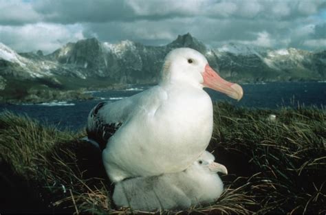 Giant wandering albatross breeding earlier — but why?