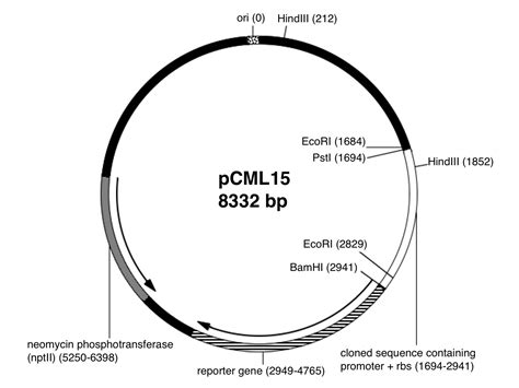 Image - Plasmid map.jpg | MMG 233 2014 Genetics & Genomics Wiki ...