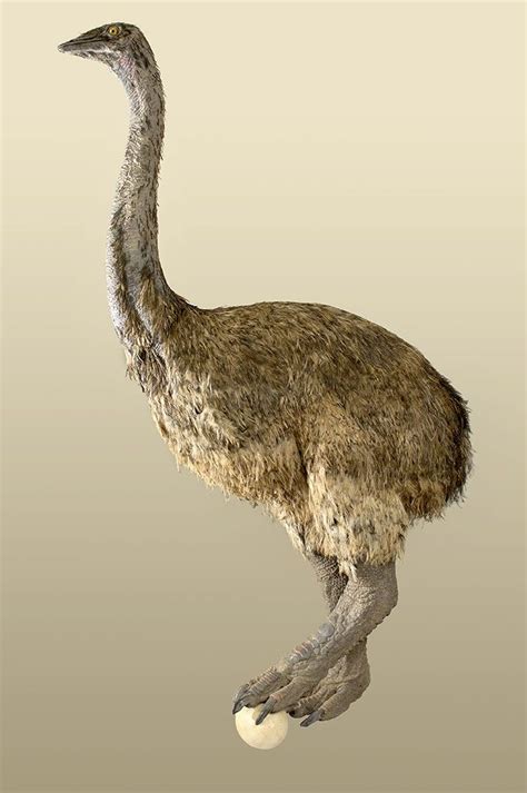 Elephant birds are members of the extinct family Aepyornithidae ...