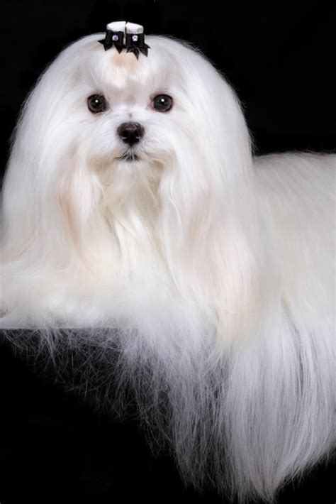 Portrait of #maltese dog isolated on black in 2020 | Maltese, Dogs ...