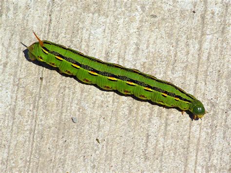 White-lined Sphinx Moth – Caterpillar – DFW Urban Wildlife