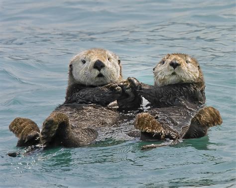 Baby sea otters, Otters cute, Cute animals