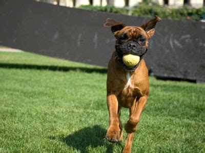 Boxer Dog Breed Training Techniques | Dog Training