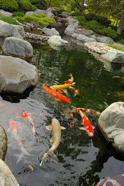 Koi Fish Pond Winter : Biological Science Picture Directory – Pulpbits.net