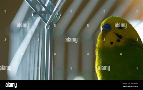 A cute green and yellow Budgie in a cage Stock Photo - Alamy