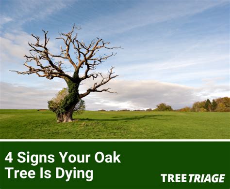 5 Signs Your Oak Tree Is Dying: Can It Be Saved?