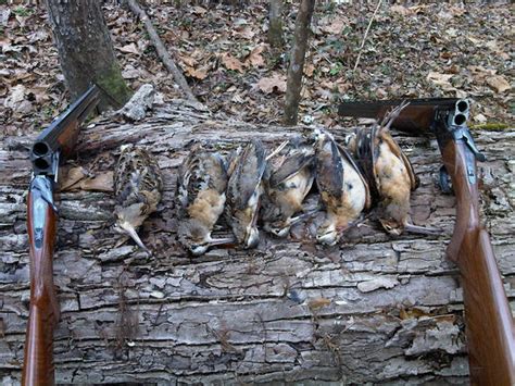 Woodcock hunt - The Snipe Hunting Forum