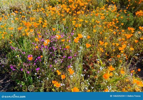 California Orange Poppies Purple Wildflowers Stock Photo - Image of ...