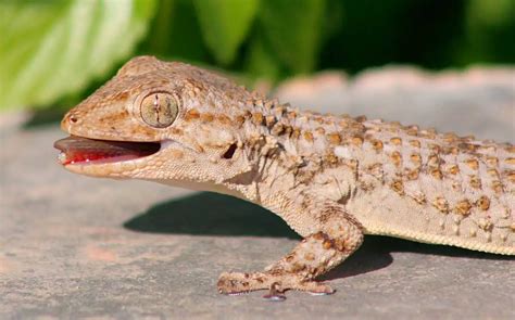 Moorish Gecko | The Animal Facts | Appearance, Diet, Habitat, Lifespan