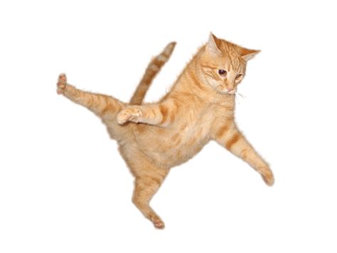 Cat Jump transparent PNG - StickPNG