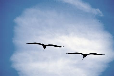 Two Birds Flying Free Stock Photo - Public Domain Pictures