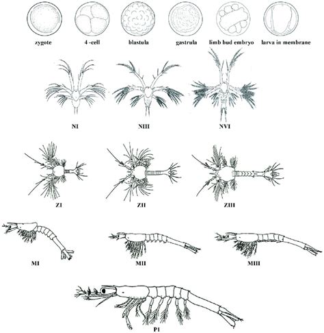 Embryonic and larval stages during early development of L. vannamei ...