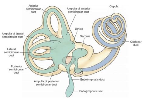 Dizziness and Vertigo Therapy Devon - Canonteign Physio