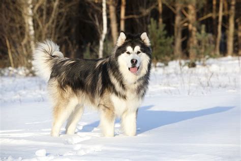 7 Things To Know Before Getting An Alaskan Malamute - Animalso