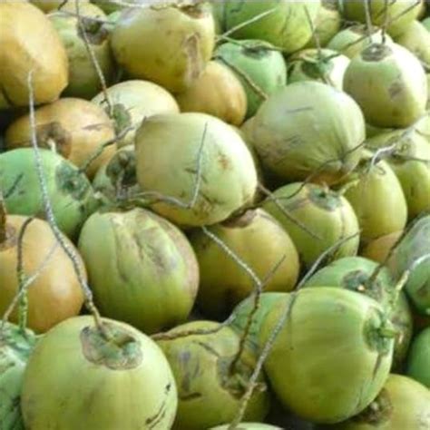 Gambar Buah Kelapa Muda - Gambar Buah Buahan