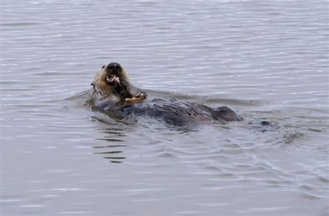 Sea Otter feeding Photograph by Chris Greni - Fine Art America