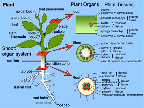 anatomy | Organismal Biology