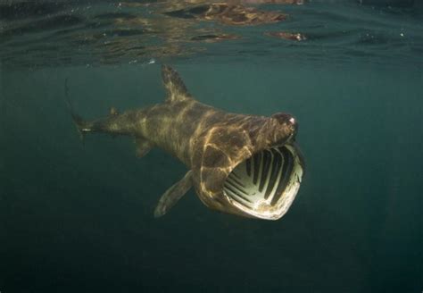 Biología Extraordinaria: EL TIBURÓN PEREGRINO