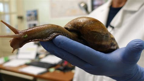 Florida officials plan to eradicate giant African land snails, again : NPR