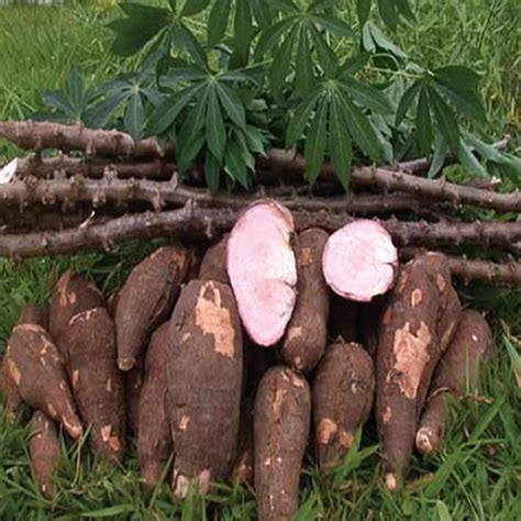 Cassava Demands And Its Health Properties - Veggies Info | Veggies Info