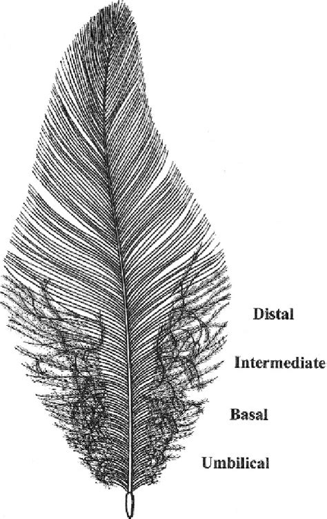 Plumulaceous (downy) regions of a contour feather. Basal plumulaceous ...