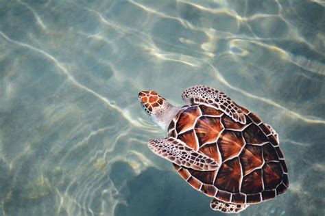 Turtle trails: 5 of the best places to spot turtles around the globe ...