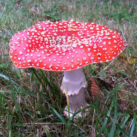 Mushroom Identification Basics - Yellow Elanor