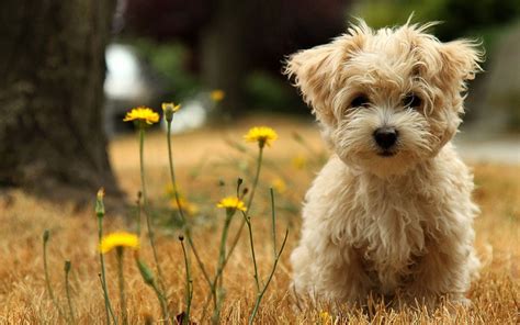 Puppy Desktop Wallpapers - Top Free Puppy Desktop Backgrounds ...