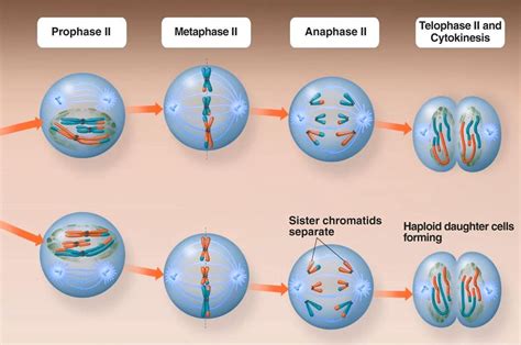 Meiosis II - Stages and Significance of Meiosis-II Cell Division