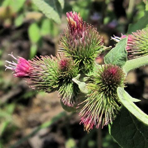 Common Burdock - Weekly Weeder #30