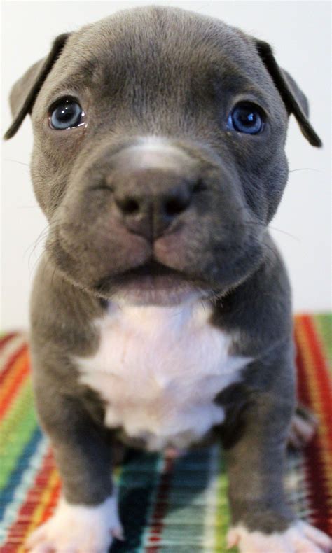 Blue Nose Xl Pitbull Puppies For Sale - XL PITBULL PUPPIES FOR SALE ...