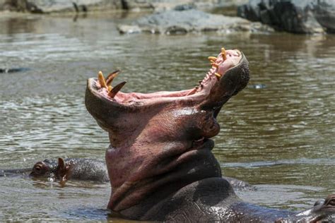 Hippo Teeth: Everything You Need to Know (Size, Cleaning & More)