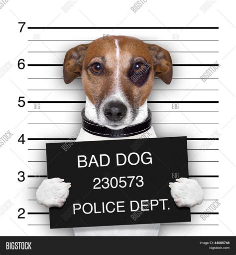 Mugshot Dog Image & Photo (Free Trial) | Bigstock