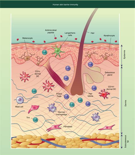 Innate Immune System Skin