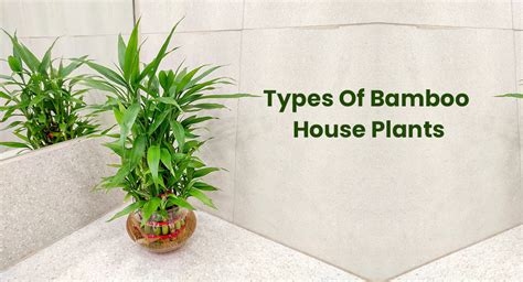 Different Types Of Bamboo House Plants (Indoor Varieties ...