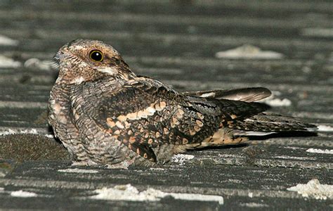 European nightjar - Alchetron, The Free Social Encyclopedia