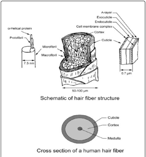 Schematic of human hair structure and cross-section (Wei et al. [6 ...