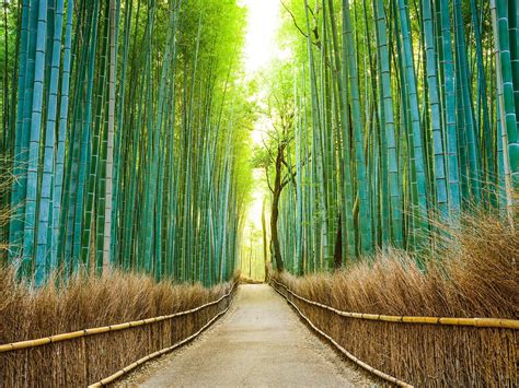 Just Arashiyama Bamboo Grove, in Kyoto, Japan. Carry on : r/ImagesOfJapan