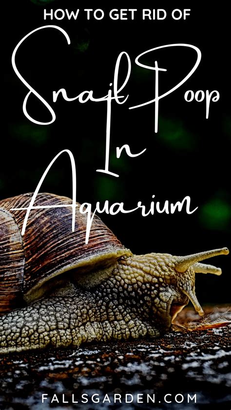 How To Get Rid Of Snail Poop In Aquarium - FallsGarden