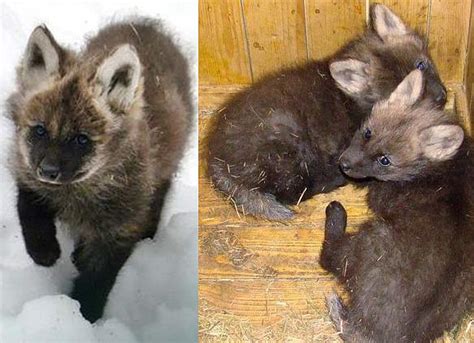 Maned Wolf Puppies - Baby Animal Zoo