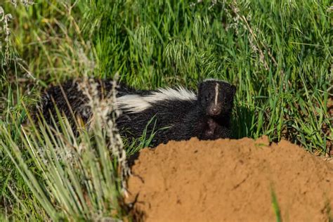 Do Skunks Burrow? What Does A Skunk Hole Look Like