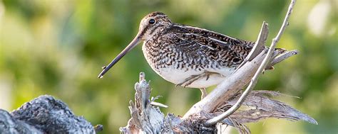 Snipe Hunting | North Dakota Game and Fish