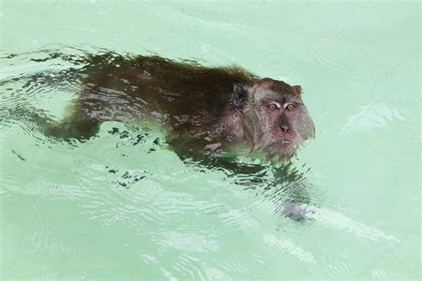 Monkey swimming — Stock Photo © scarlett070 #9922970