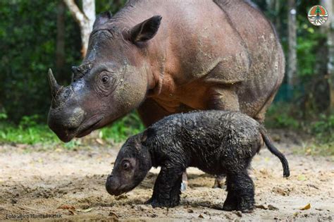 Rare Baby Sumatran Rhino Born At An Indonesian Sanctuary | IFLScience