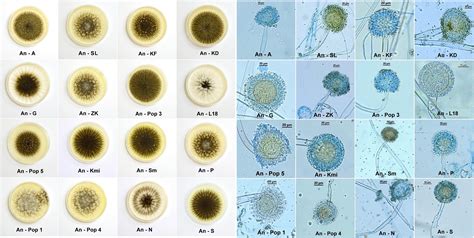 Frontiers | Aspergillus niger Environmental Isolates and Their Specific ...