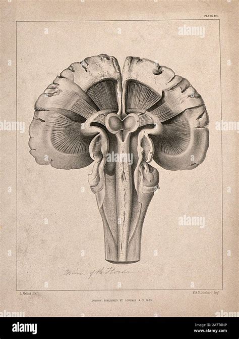 Horse brain anatomy hi-res stock photography and images - Alamy