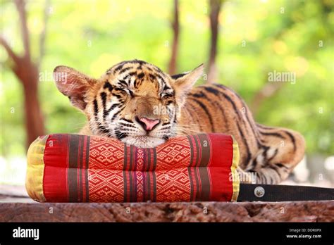 Baby tiger sleeping on thai pillow Stock Photo - Alamy