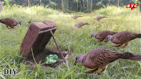 DIY Simple Bird trap Using Eit | How to make a Dove trap vary easy ...