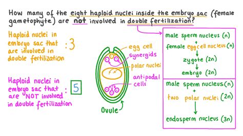 Question Video: Identifying the Number of Nuclei Which Are Not Involved ...